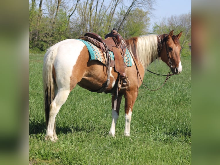 Paint Horse Castrone 6 Anni 152 cm Pezzato in Charleston