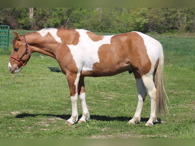 Paint Horse Castrone 6 Anni 152 cm Pezzato in Charleston