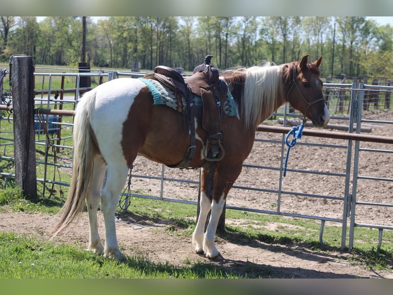 Paint Horse Castrone 6 Anni 152 cm Pezzato in Charleston