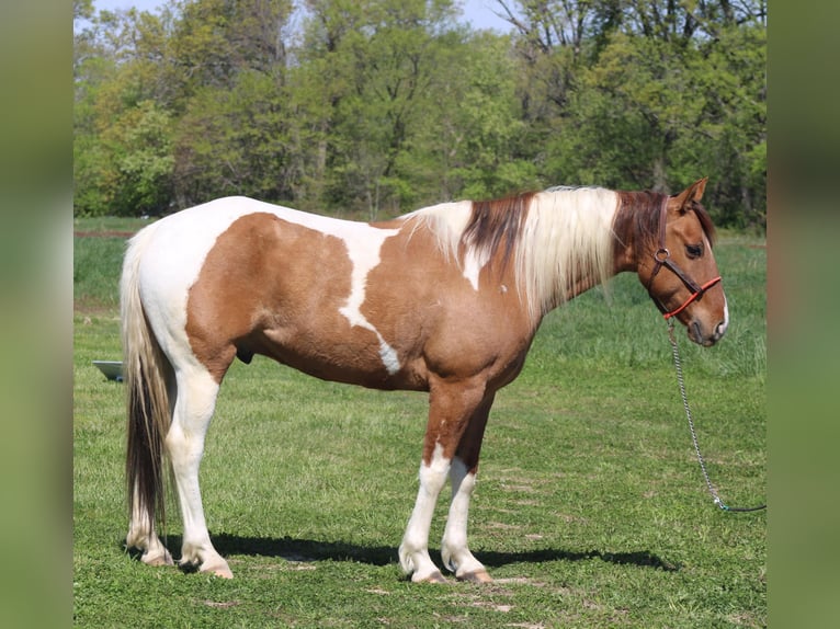 Paint Horse Castrone 6 Anni 152 cm Pezzato in Charleston