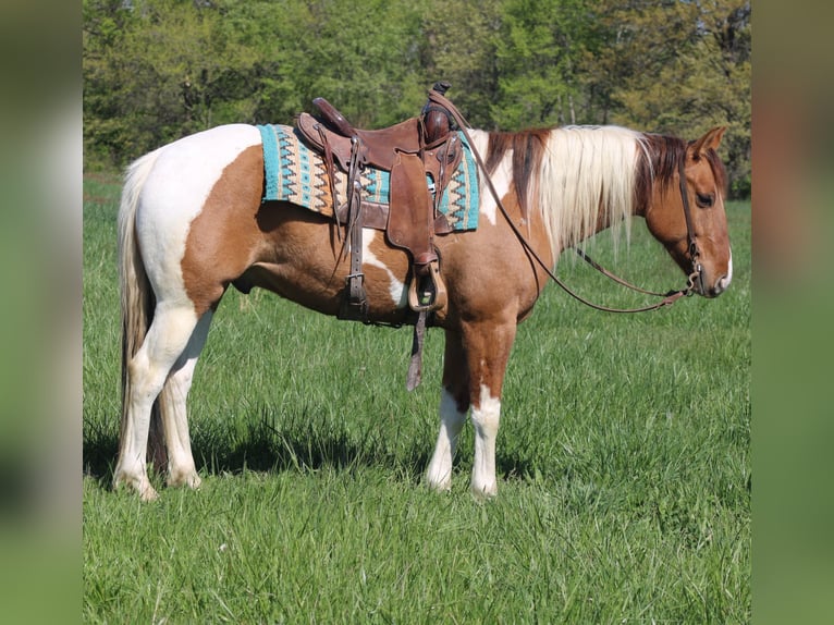 Paint Horse Castrone 6 Anni 152 cm Pezzato in Charleston