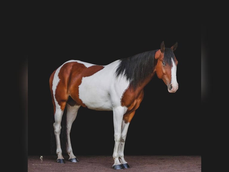 Paint Horse Castrone 6 Anni 152 cm Sauro scuro in Dallas PA