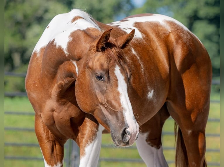 Paint Horse Castrone 6 Anni 152 cm Tobiano-tutti i colori in New Holland, PA