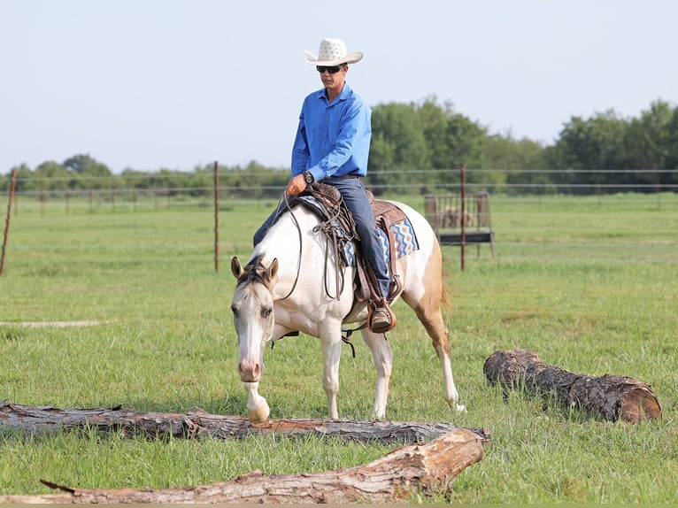 Paint Horse Castrone 6 Anni 152 cm Tobiano-tutti i colori in Adair OK