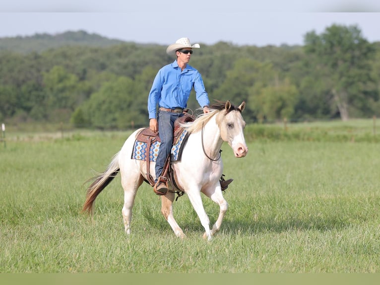 Paint Horse Castrone 6 Anni 152 cm Tobiano-tutti i colori in Adair OK