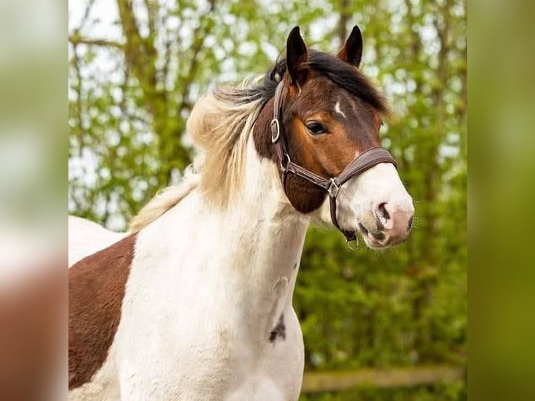 Paint Horse Castrone 6 Anni 154 cm Pezzato in Oosterzee