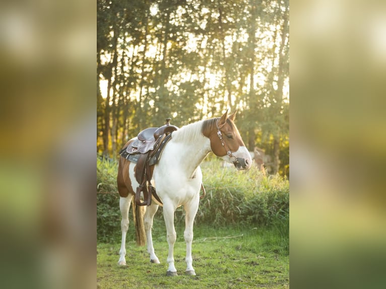 Paint Horse Castrone 6 Anni 154 cm Pezzato in Oosterzee