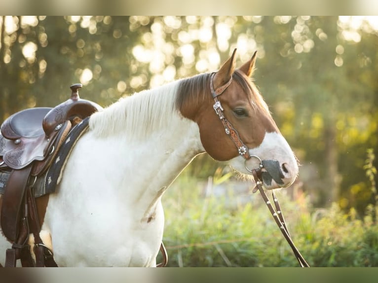 Paint Horse Castrone 6 Anni 154 cm Pezzato in Oosterzee