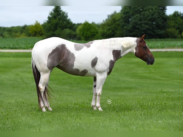 Paint Horse Castrone 6 Anni 155 cm Baio roano in Lakeville MN