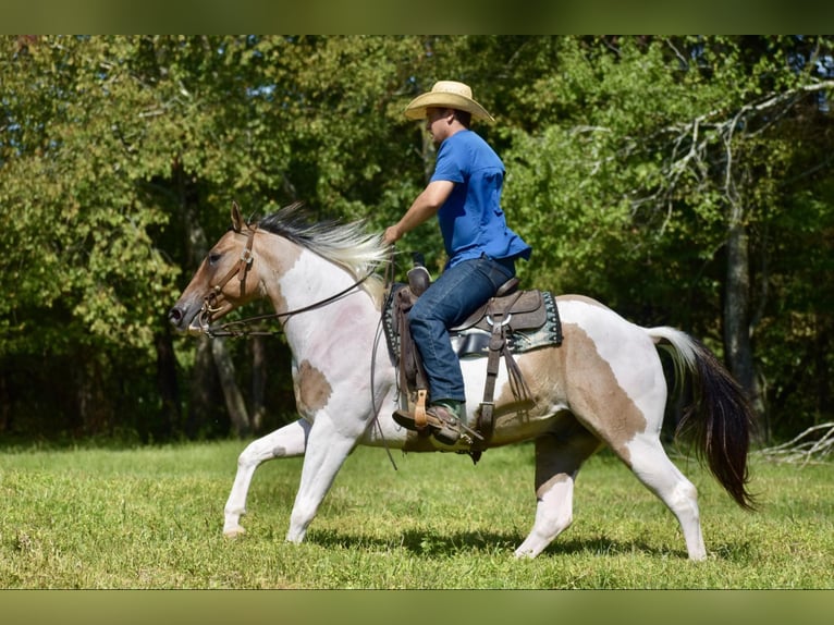 Paint Horse Castrone 6 Anni 155 cm Falbo in Somerset