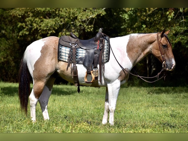 Paint Horse Castrone 6 Anni 155 cm Falbo in Somerset