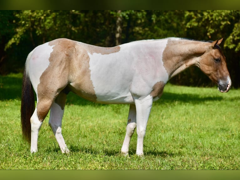 Paint Horse Castrone 6 Anni 155 cm Falbo in Somerset