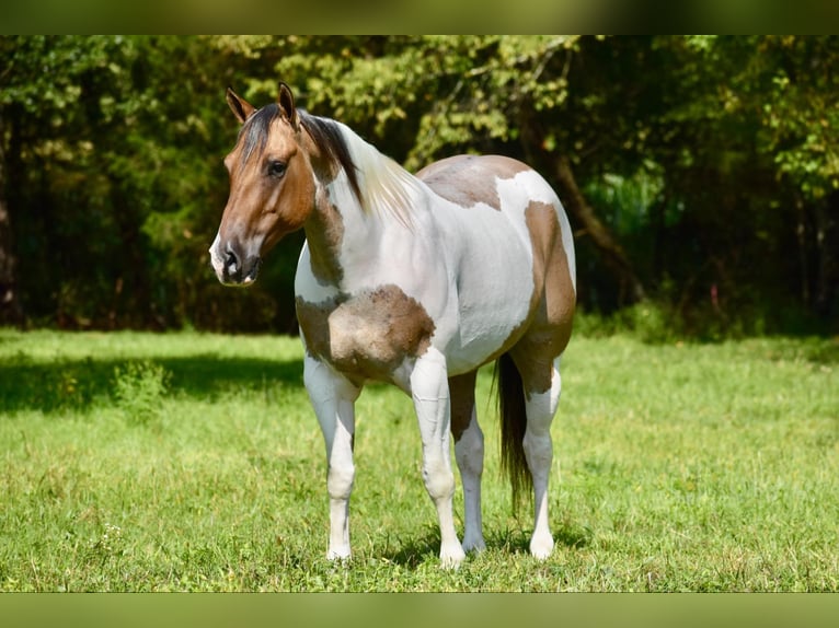 Paint Horse Castrone 6 Anni 155 cm Falbo in Somerset