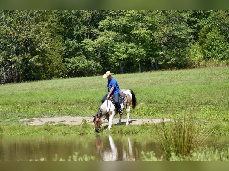 Paint Horse Castrone 6 Anni 155 cm Falbo in Somerset