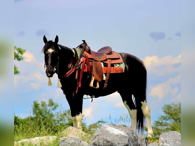 Paint Horse Castrone 6 Anni 155 cm Morello in Rebersburg