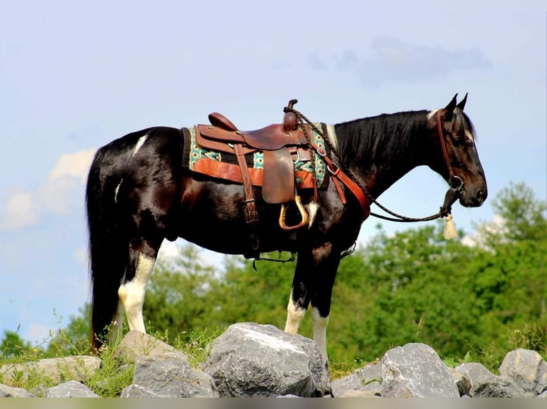 Paint Horse Castrone 6 Anni 155 cm Morello in Rebersburg