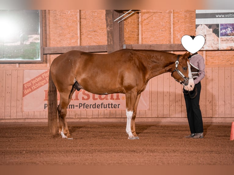 Paint Horse Castrone 6 Anni 155 cm Overo-tutti i colori in Kupferzell