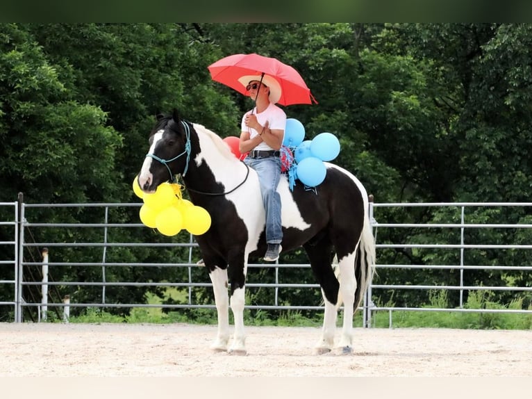 Paint Horse Mix Castrone 6 Anni 155 cm Pezzato in Mount Vernon