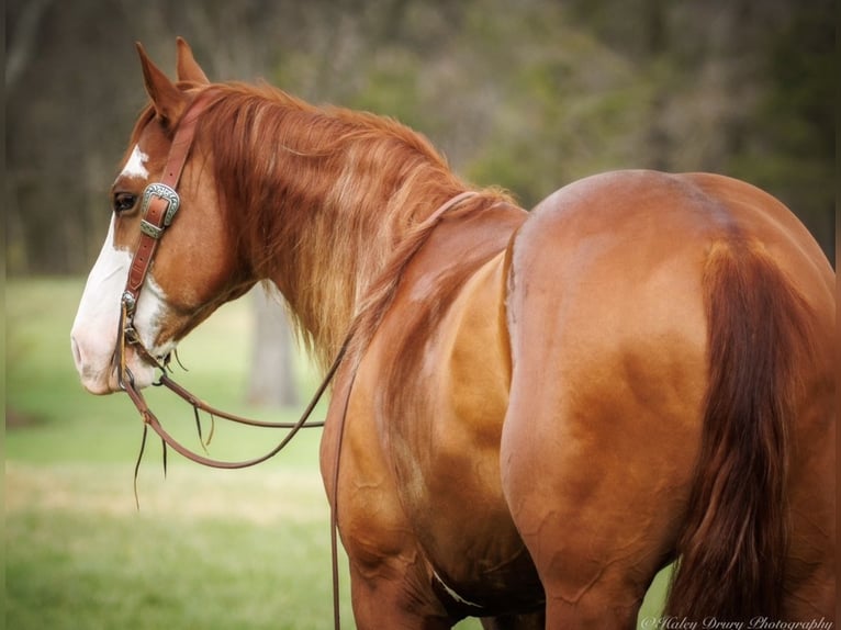 Paint Horse Castrone 6 Anni 155 cm Sauro ciliegia in Auburn
