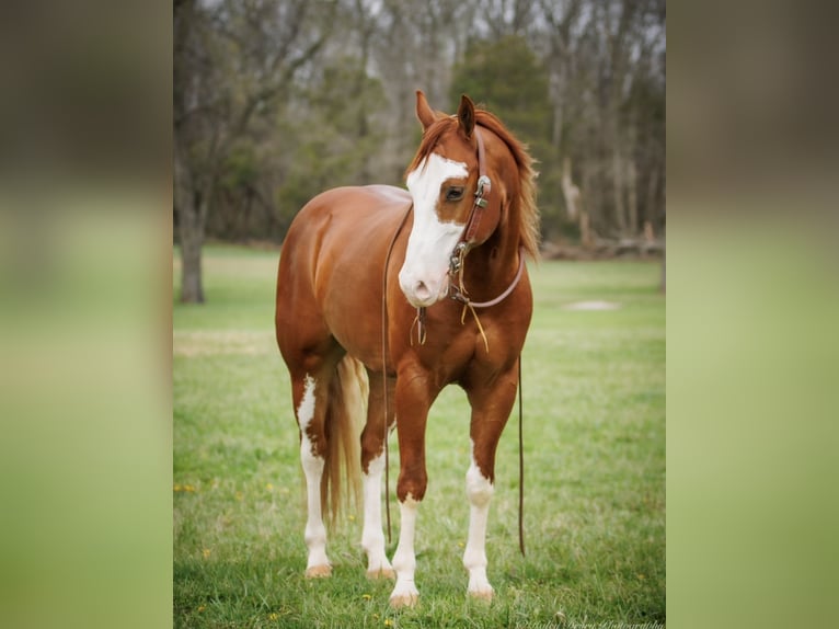 Paint Horse Castrone 6 Anni 155 cm Sauro ciliegia in Auburn