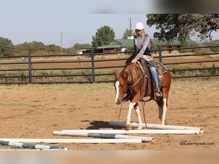 Paint Horse Castrone 6 Anni 155 cm Sauro scuro in Weatherford TX