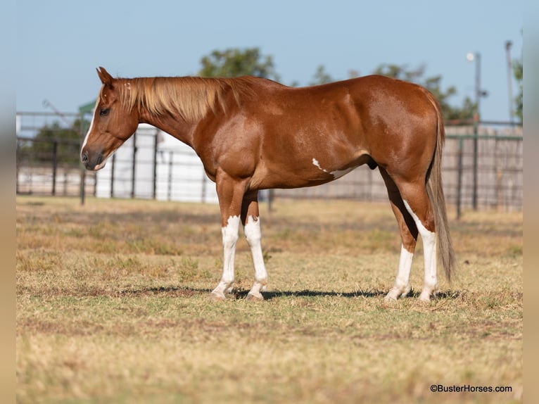 Paint Horse Castrone 6 Anni 155 cm Sauro scuro in Weatherford TX