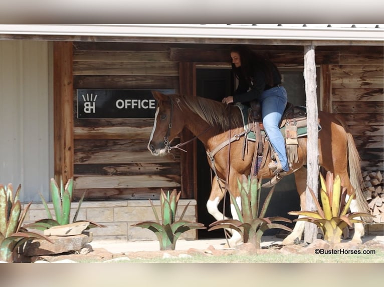 Paint Horse Castrone 6 Anni 155 cm Sauro scuro in Weatherford TX