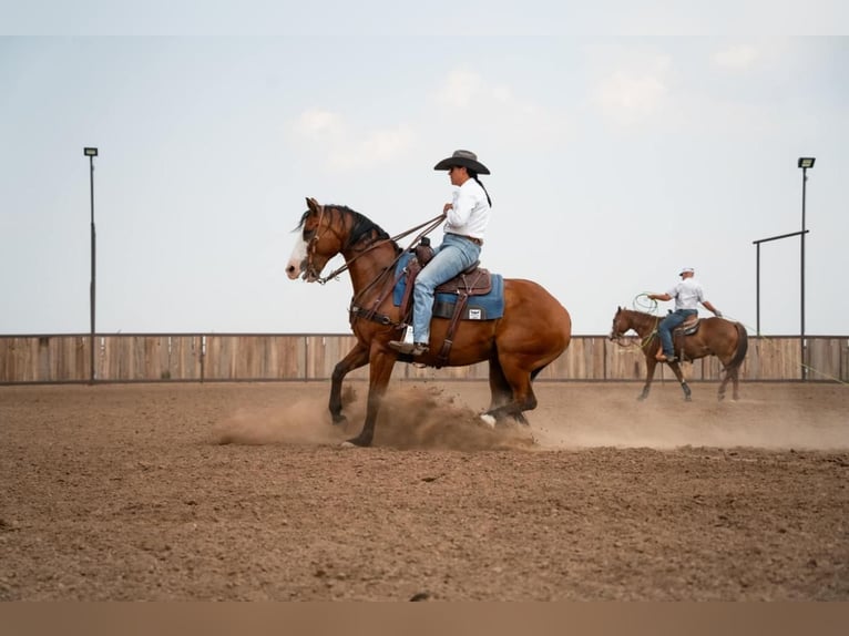 Paint Horse Castrone 6 Anni 157 cm Baio ciliegia in Canyon, TX