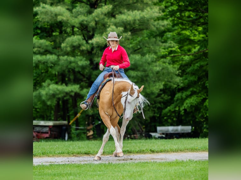 Paint Horse Castrone 6 Anni 160 cm Palomino in Brazil, IN