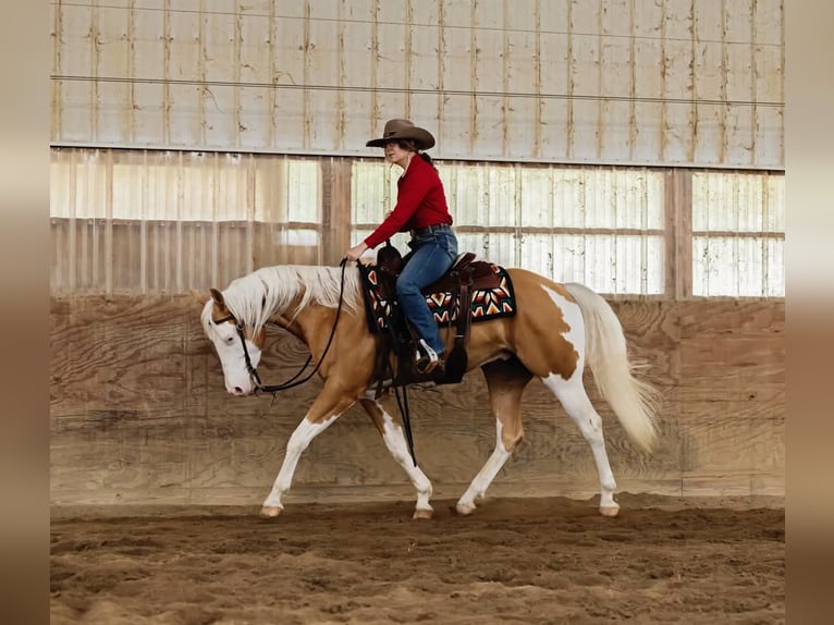 Paint Horse Castrone 6 Anni 160 cm Palomino in Brazil, IN