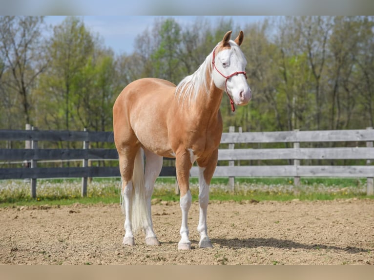 Paint Horse Castrone 6 Anni 160 cm Palomino in Brazil, IN