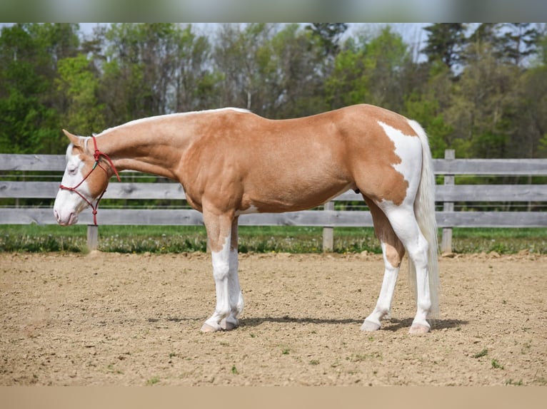 Paint Horse Castrone 6 Anni 160 cm Palomino in Brazil, IN