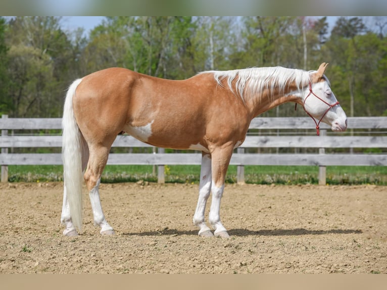 Paint Horse Castrone 6 Anni 160 cm Palomino in Brazil, IN