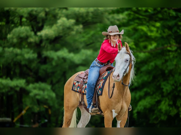 Paint Horse Castrone 6 Anni 160 cm Palomino in Brazil, IN