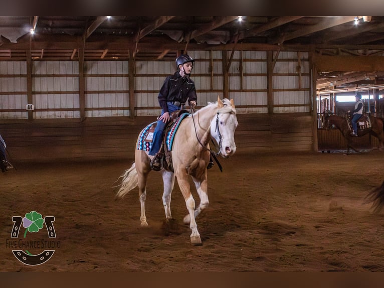 Paint Horse Castrone 6 Anni 160 cm Palomino in Brazil, IN