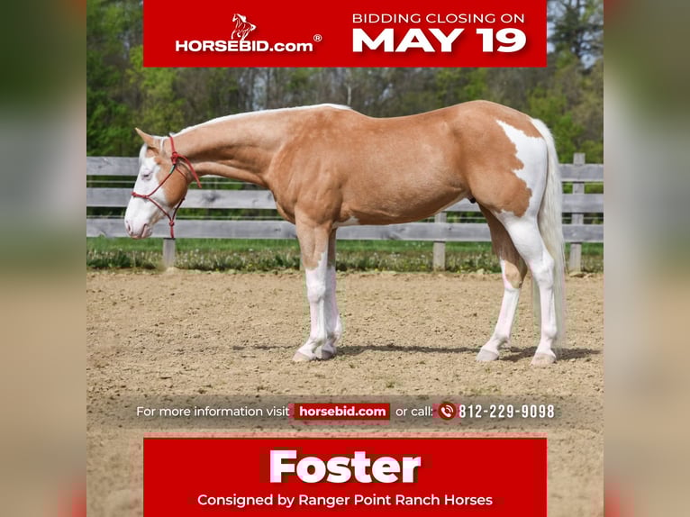 Paint Horse Castrone 6 Anni 160 cm Palomino in Brazil, IN