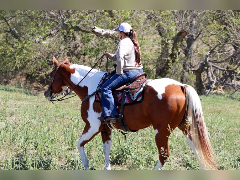 Paint Horse Castrone 6 Anni 160 cm Pezzato in Madill