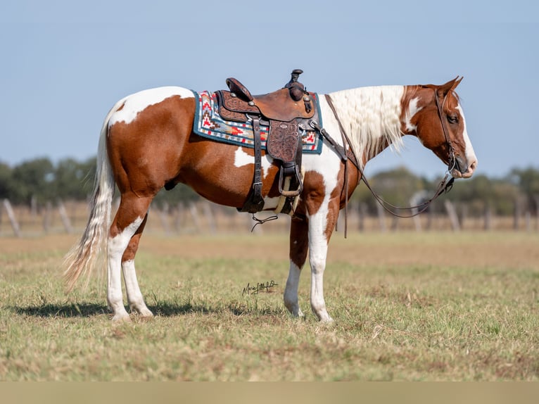 Paint Horse Castrone 6 Anni 160 cm Pezzato in Madill