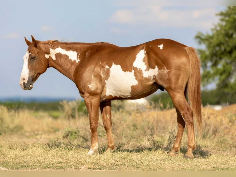 Paint Horse Castrone 7 Anni 142 cm Overo-tutti i colori in Weatherford TX