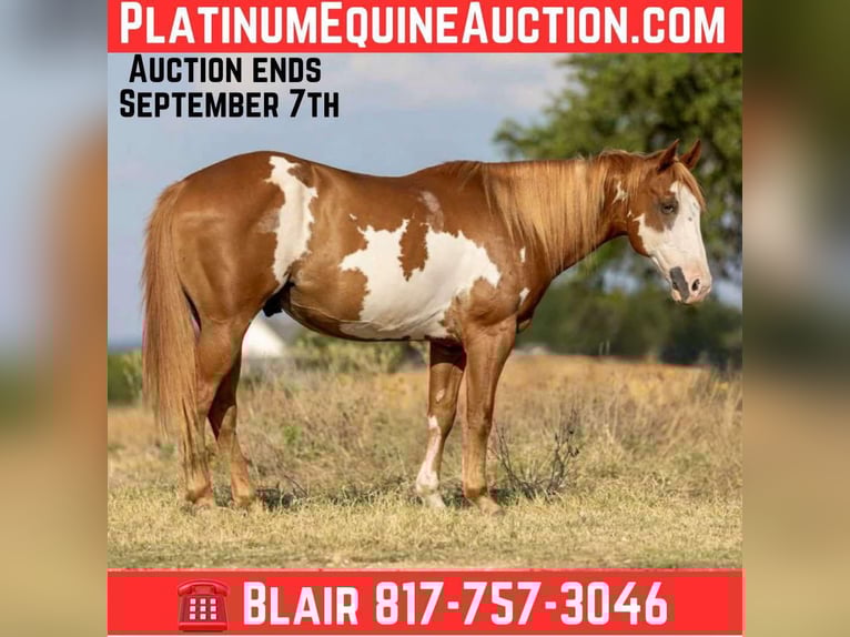 Paint Horse Castrone 7 Anni 142 cm Overo-tutti i colori in Weatherford TX
