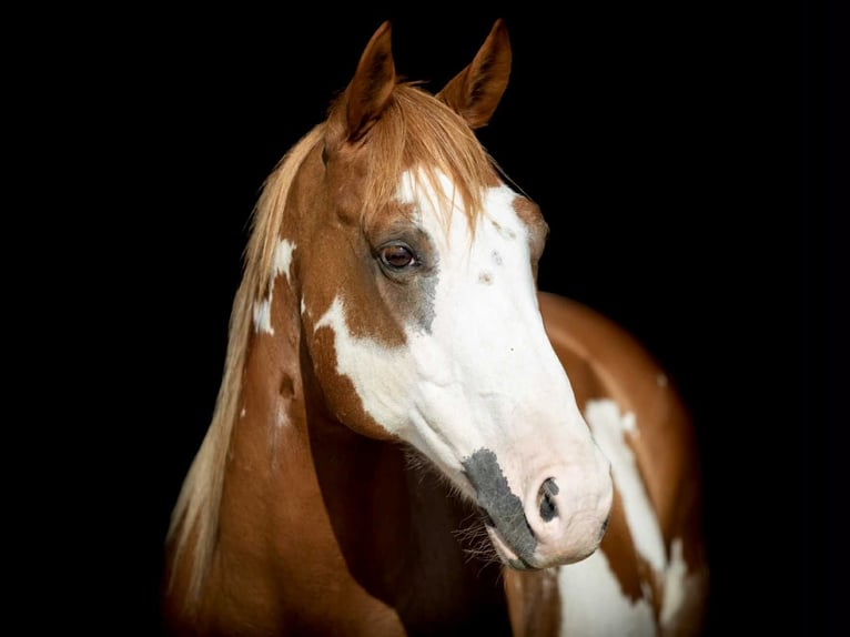 Paint Horse Castrone 7 Anni 142 cm Overo-tutti i colori in Weatherford TX