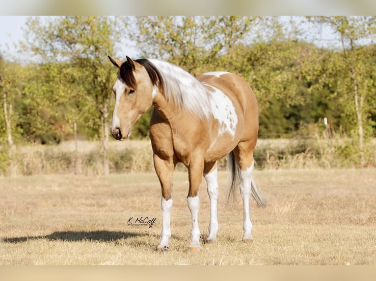 Paint Horse Castrone 7 Anni 147 cm Pelle di daino in Ravenna, TX