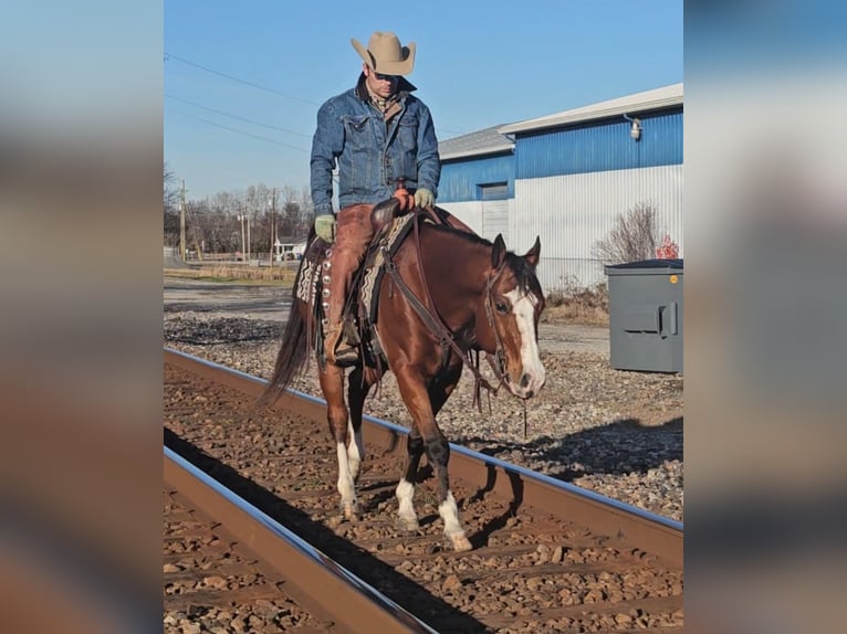 Paint Horse Castrone 7 Anni 150 cm Baio ciliegia in Robards, KY