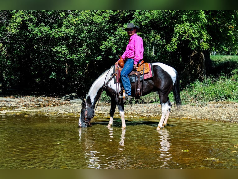 Paint Horse Castrone 7 Anni 150 cm Morello in FLEMINGSBURG, KY