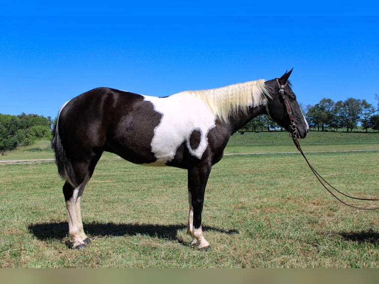 Paint Horse Castrone 7 Anni 150 cm Morello in FLEMINGSBURG, KY