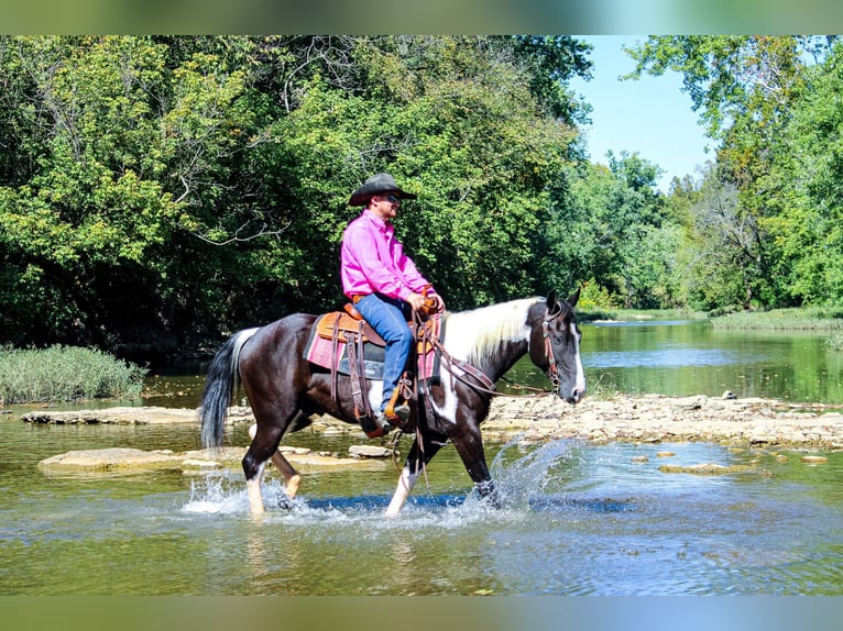 Paint Horse Castrone 7 Anni 150 cm Morello in FLEMINGSBURG, KY