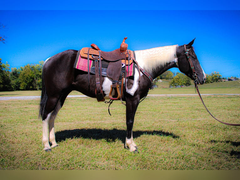 Paint Horse Castrone 7 Anni 150 cm Morello in FLEMINGSBURG, KY