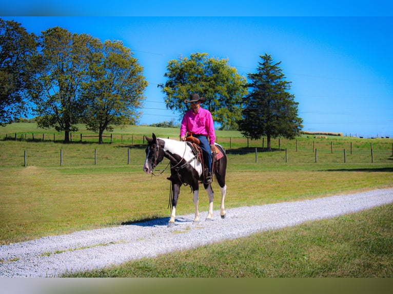 Paint Horse Castrone 7 Anni 150 cm Morello in FLEMINGSBURG, KY