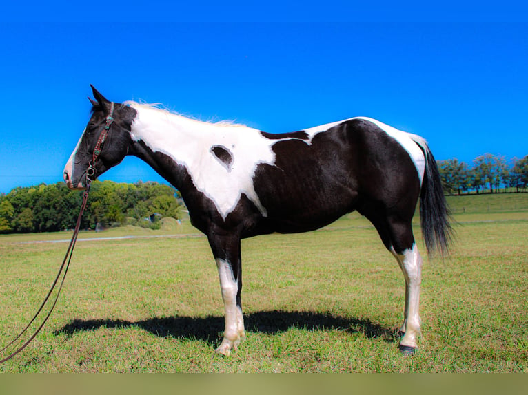 Paint Horse Castrone 7 Anni 150 cm Morello in FLEMINGSBURG, KY