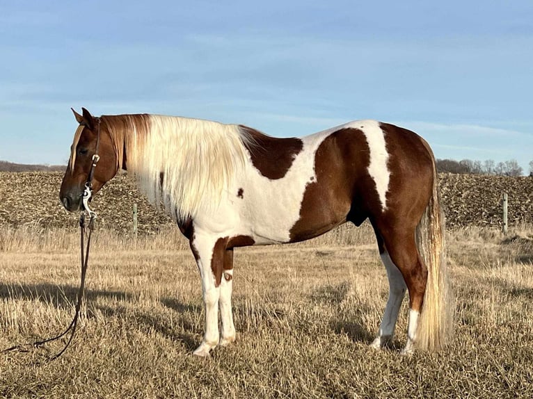 Paint Horse Castrone 7 Anni 150 cm in Canistota, SD